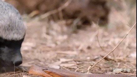 蜜獾平头哥会被毒蛇咬死吗,黑曼巴蛇毒液为什么对蜜獾没用