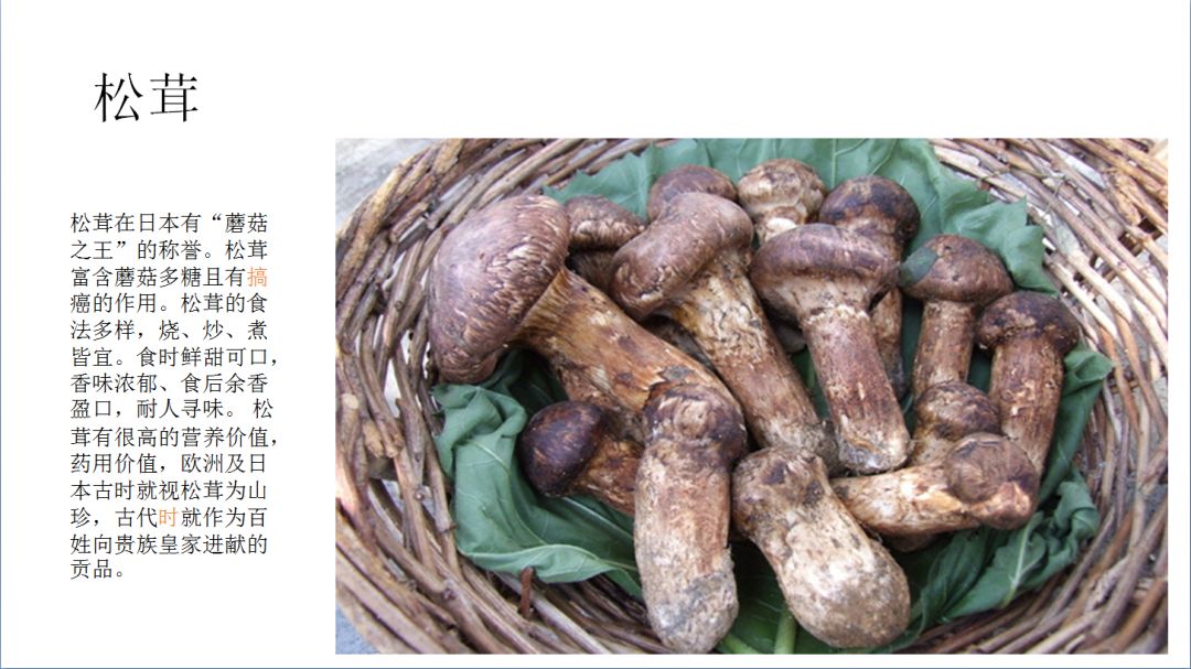 云南又到“生死存亡”季！为啥年年有人冒死吃这货？看过来！