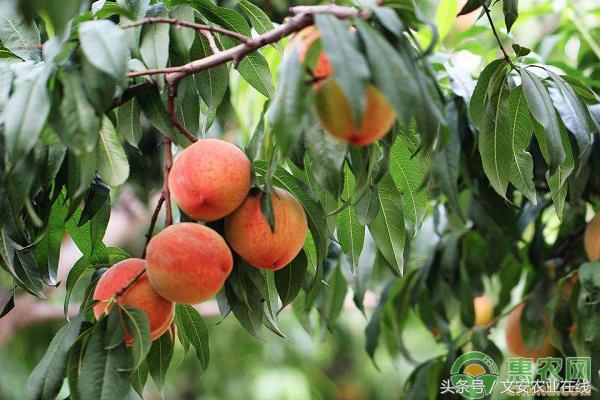 今天毛桃最新批发价格表,各地毛桃价格走势