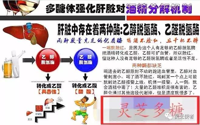 灵芝提高新陈代谢,灵芝影响基础代谢率吗