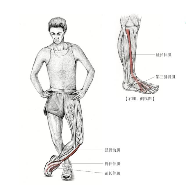 打篮球如何避免脚踝扭伤,避免脚踝受伤的一个动作