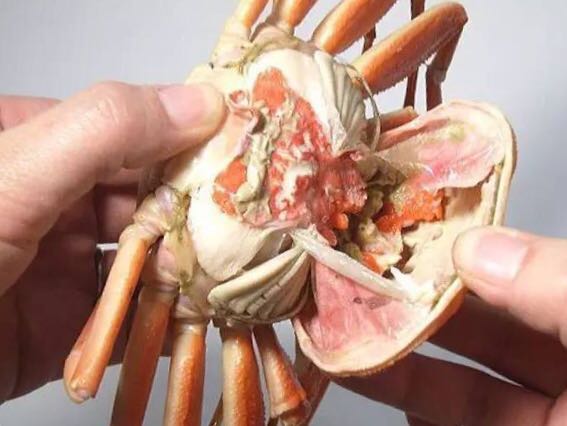 螃蟹的世界旅行,螃蟹的世界深度解析