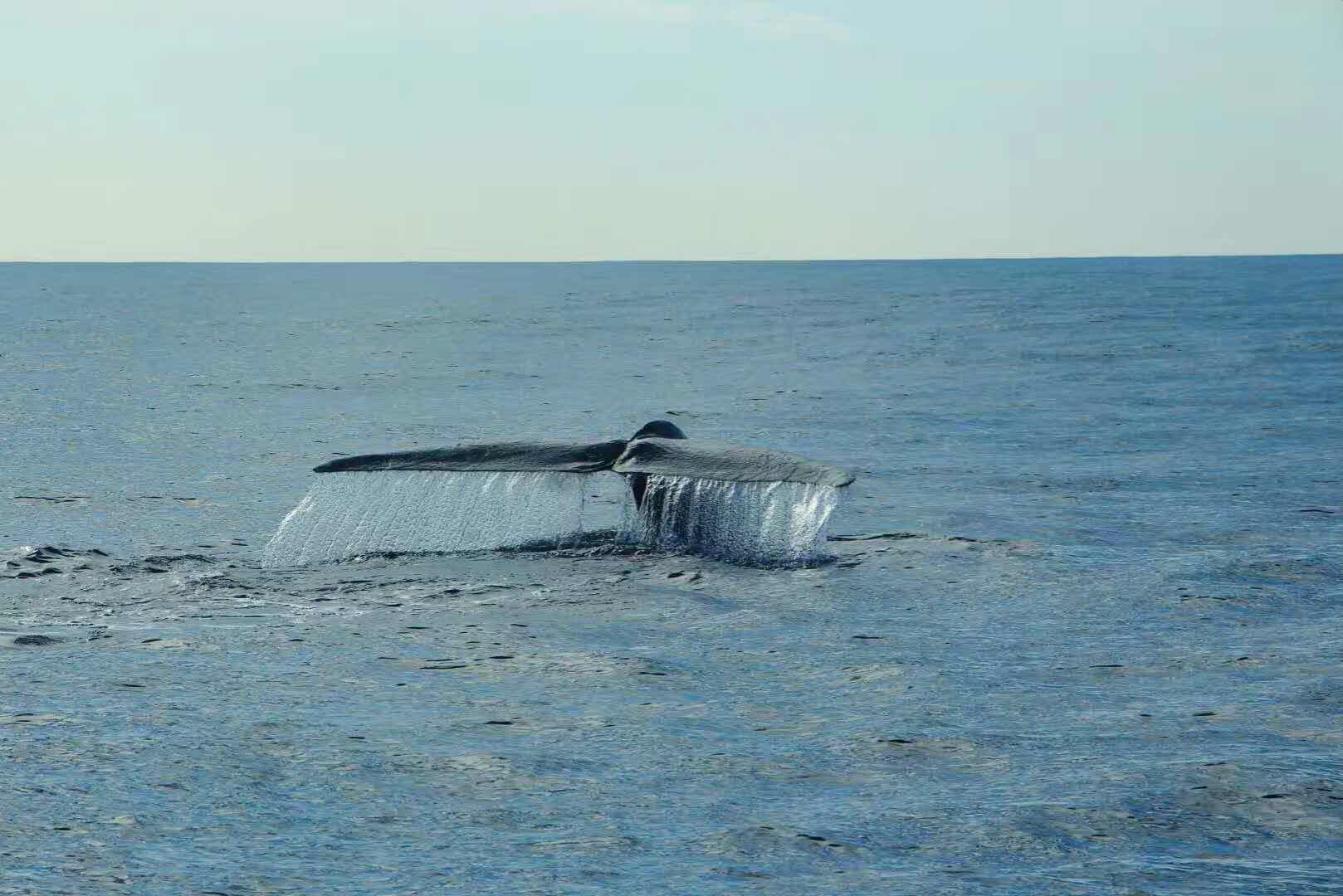 斯里兰卡的旅游攻略和心得,斯里兰卡宝石购买攻略