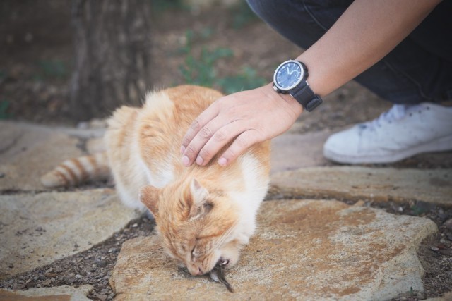 椹伴獘鎴峰,椹伴獘鎴峰鐢ㄥ搧