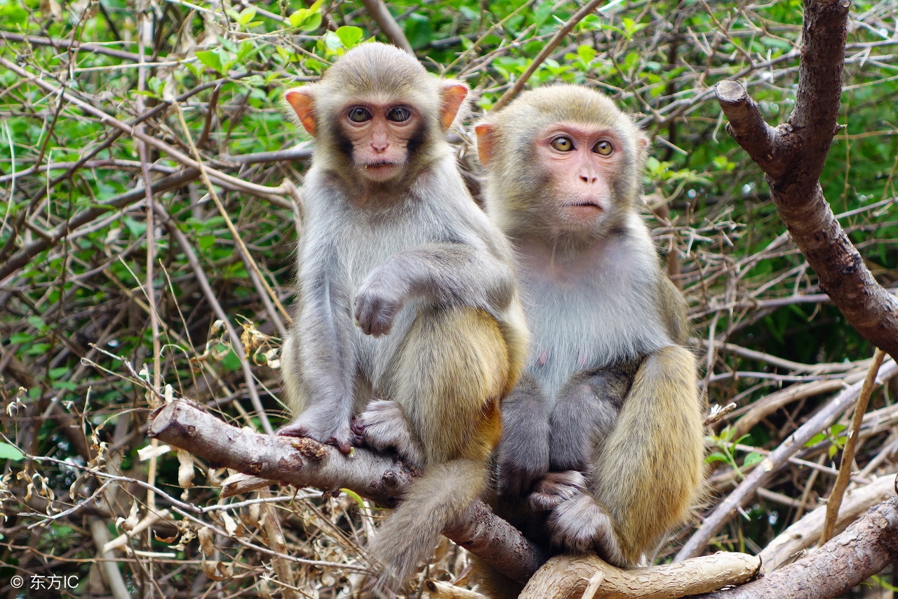 生肖猴的人明天运势如何,十二生肖猴在今年的运势