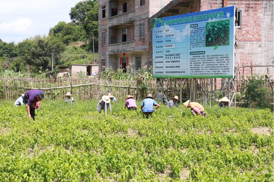 广东云浮振兴乡村,云浮云安乡村振兴工程