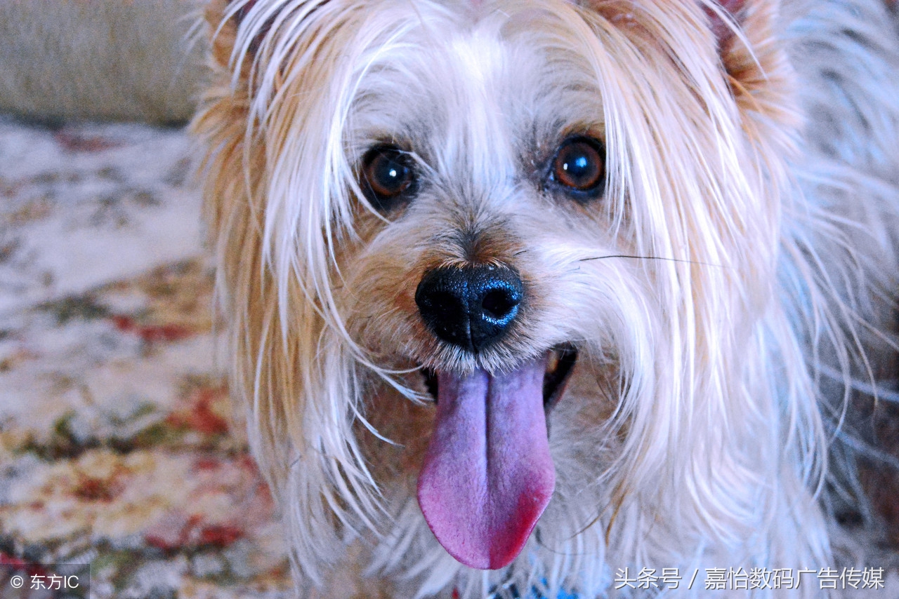 蜱虫的危害及预防,宠物预防蜱虫的最好方法