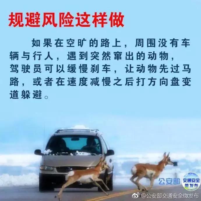 开车在路上遇到小动物怎么办,高速遇到小动物