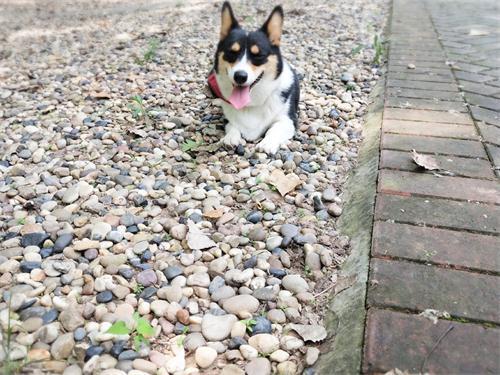 狗狗挑食不吃东西怎么纠正,狗狗吃什么不会挑食