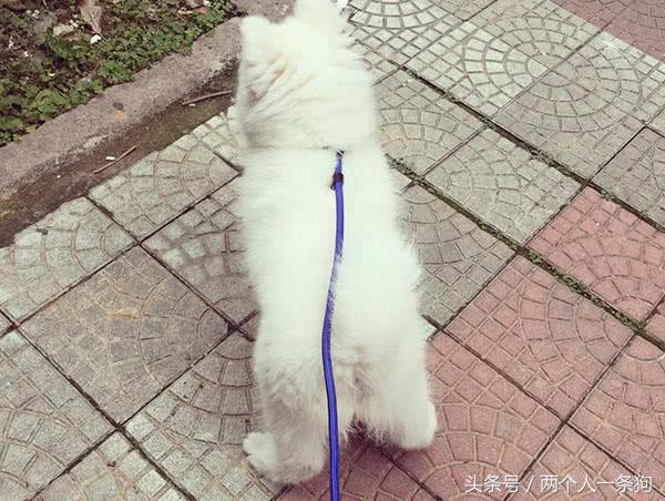 如何训练宠物狗撒手没,宠物狗如何让它不乱叫排便