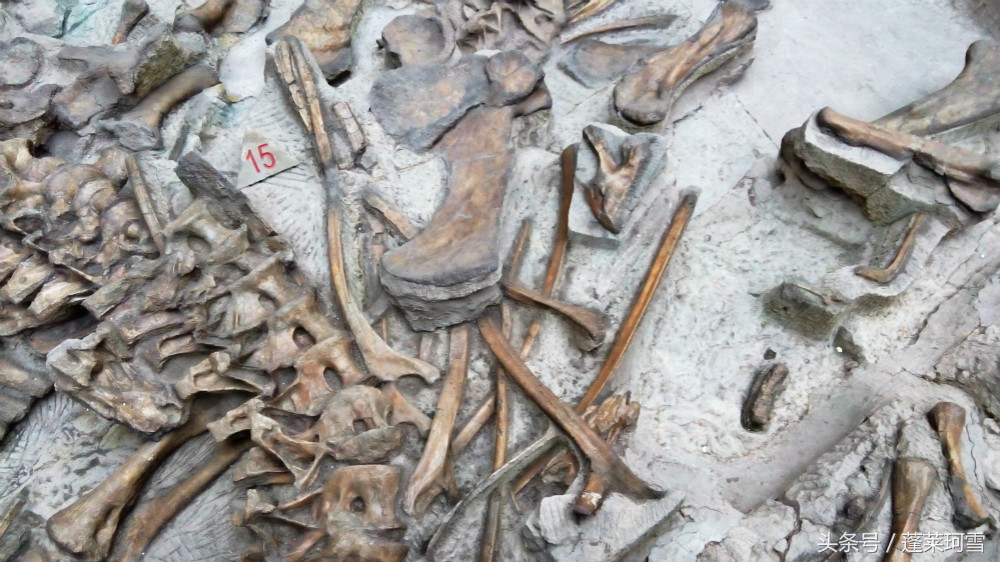 自贡恐龙博物馆展示是真恐龙吗,自贡恐龙博物馆可以现场购票吗