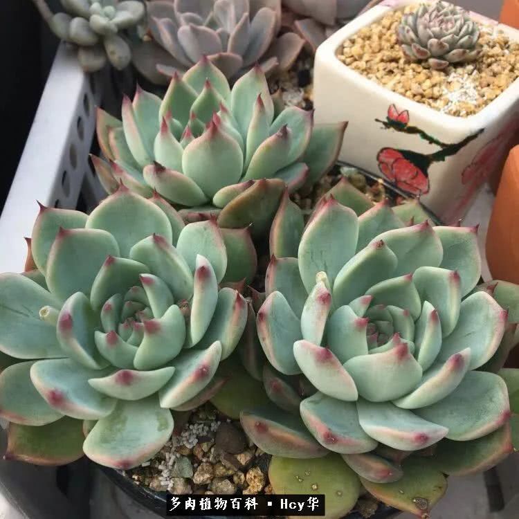 吉娃娃多肉高清图片,吉娃娃图片多肉