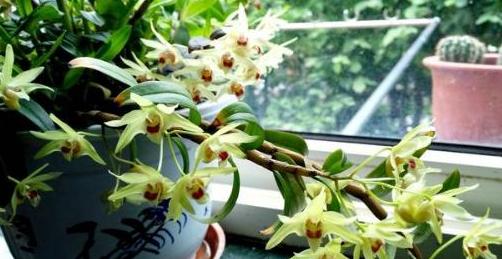 石斛没木屑种花盆里怎么种,石斛没有根又小怎样种植