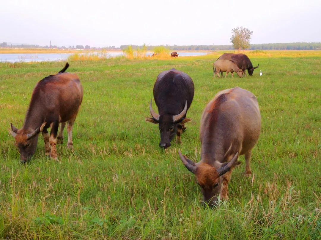 一脚踏进蛮荒地：这里有牛阵，鹭群，巴水河，长草滩