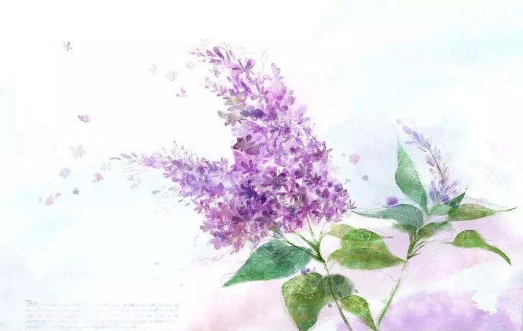 勿忘我花束制作方法超简单,自制勿忘我花束包装教程