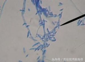 连续下雨黄瓜死苗怎么办,黄瓜遇连阴雨天一直要死秧怎么办