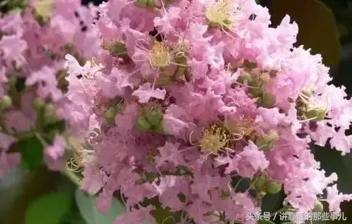 美极了樱花盛开图片,中国各市的市花大全