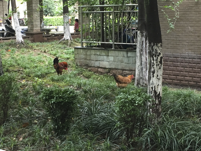 一声叹息！西外国际新城往昔美丽如公园今朝“新城”变“农场”