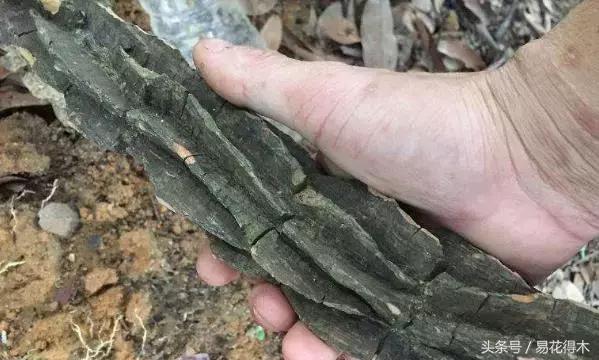 两面针精品盆景欣赏,最美两面针盆景