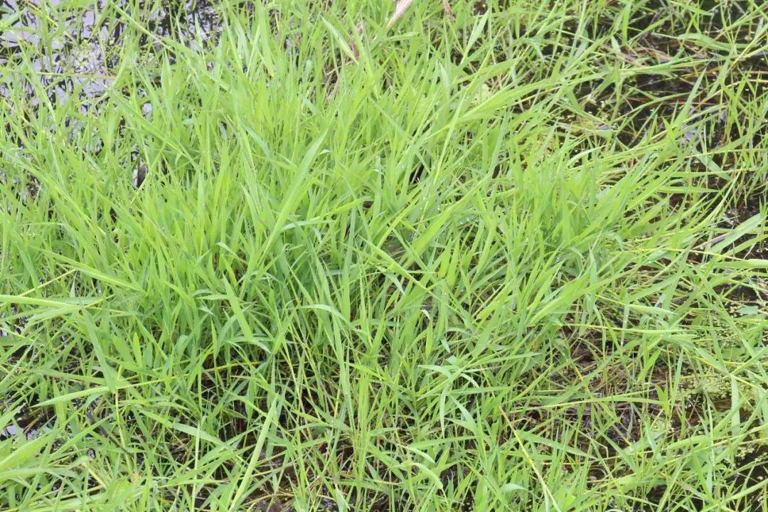 怎样辨别小麦田禾本科杂草,水稻杂草幼苗怎么鉴别