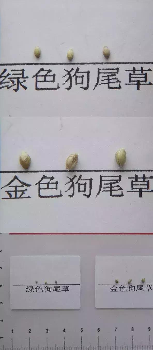 怎样辨别小麦田禾本科杂草,水稻杂草幼苗怎么鉴别