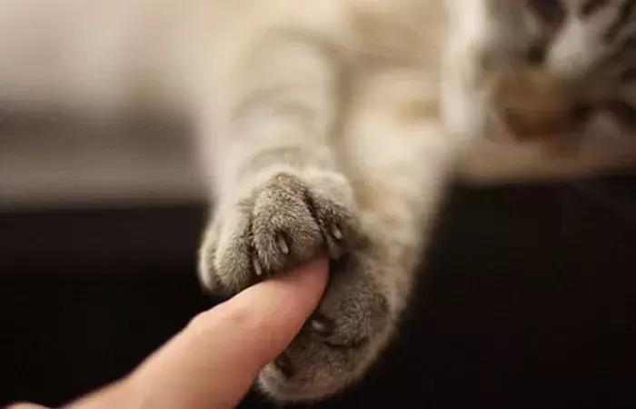 新手养猫需要注意这3点,新手养猫要注意的事项