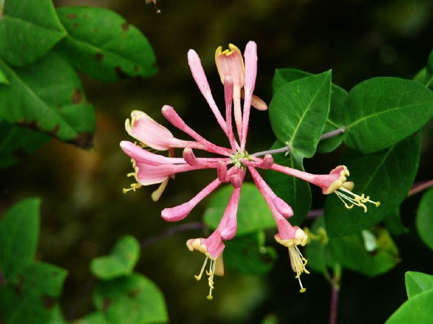 金银花一蒂二花,状如雄雌相伴,又似鸳鸯对舞,故有鸳鸯藤之称