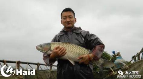 靠吃蚕豆吃出超高鱼价，这条鱼古法养殖名震全国