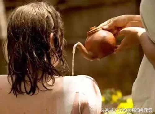 同草不同命，大牌护肤品中也有这些印度草药