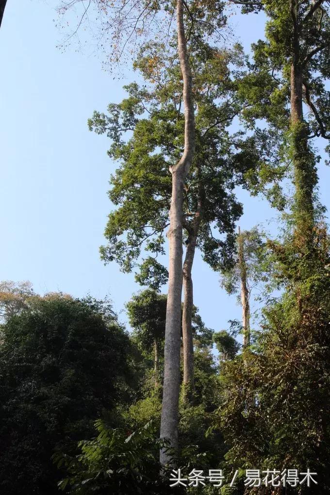 濒临灭绝的珍稀植物,世界珍稀濒危植物三大旗舰种