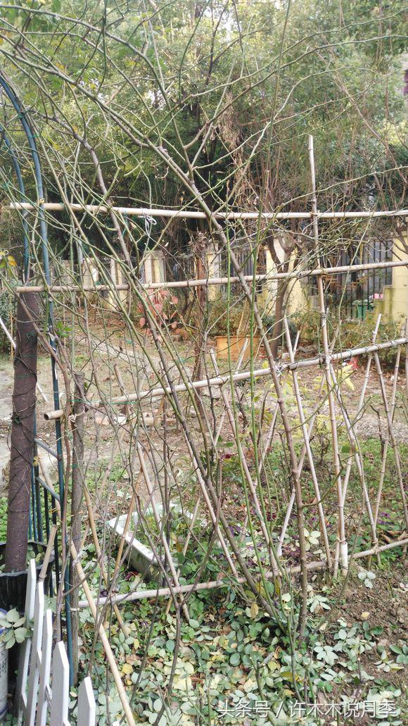 月季被茎蜂咬过的枝怎么痊愈,月季叶片被咬断