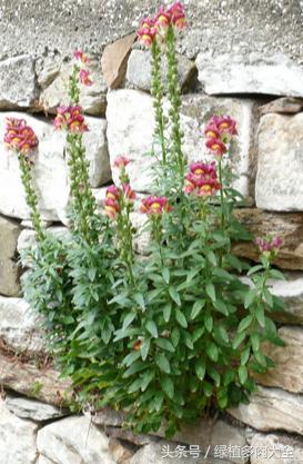 金鱼草叶片上出现斑点怎么办,金鱼草为何会出现黑斑落叶