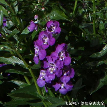 金鱼草叶片上出现斑点怎么办,金鱼草为何会出现黑斑落叶