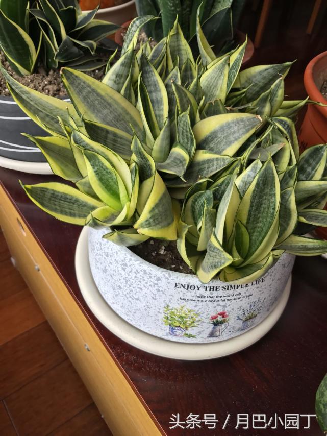 虎皮兰只长高不发芽怎么办,虎皮兰长得又细又高怎么办