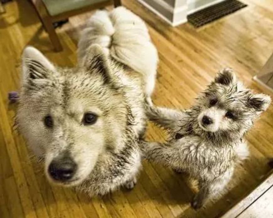 微笑天使萨摩耶公的好还是母的好,萨摩耶养狗真实感受