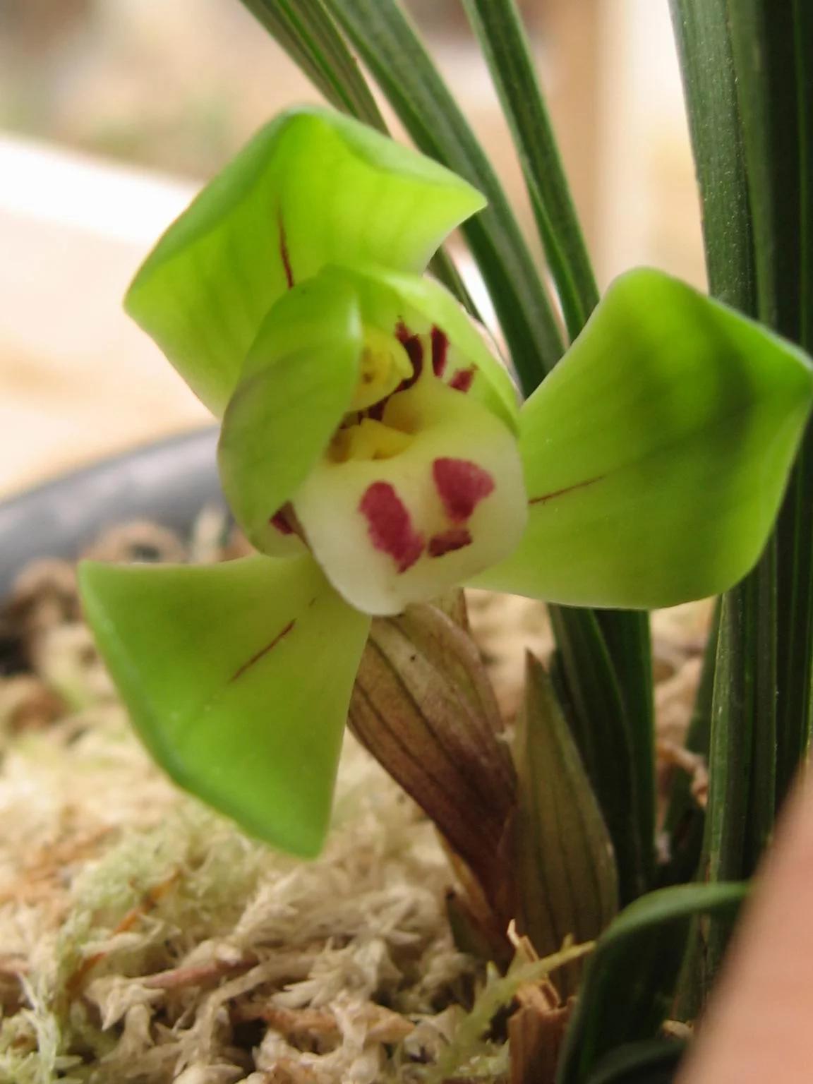 春兰大富贵价格,春兰大富贵艺