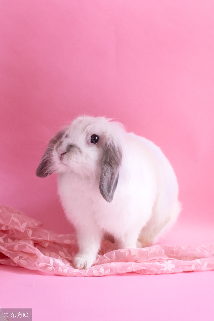 后福不错的生肖,生肖兔早年穷中年富晚年富