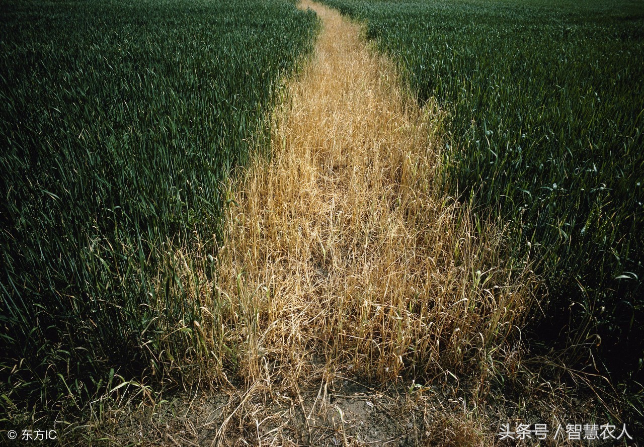 百草枯为什么要禁售,百草枯为什么禁售