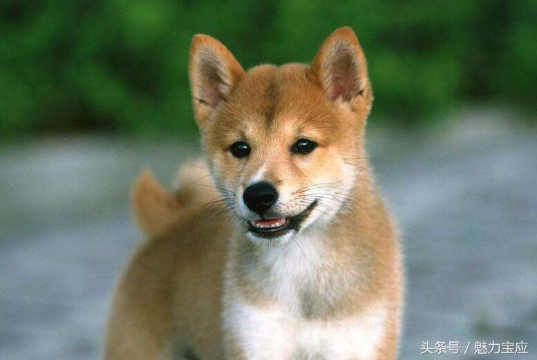 巷口窜出大黄犬，宝应一男子摔倒后脑勺被缝8针