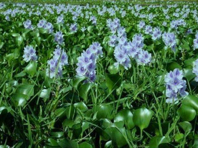 水葫芦外来物种入侵案例,水葫芦如何在室内养