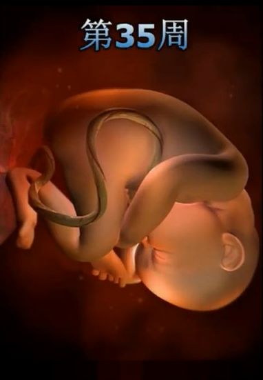 胎儿发育震撼照片,最全胎儿发育图