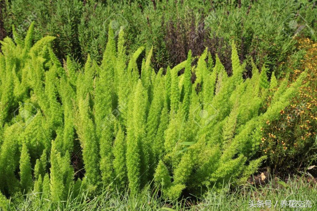 天门冬的叶子像文竹吗,天门冬文竹