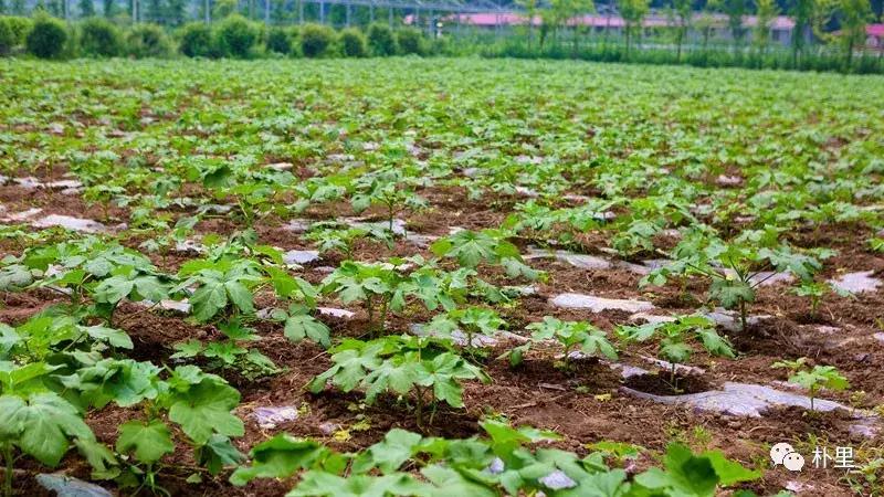 这个韩国欧巴11年前来西安，盖农场当农夫，还娶主播做媳妇儿