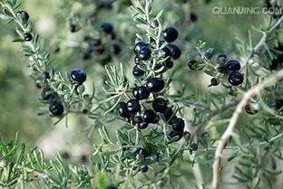 黑枸杞可以天天喝么,黑枸杞有真假吗