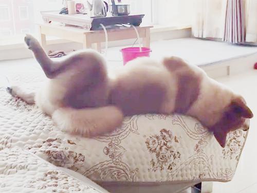 柴犬从山上摔下来了,柴犬被抱摔在地上