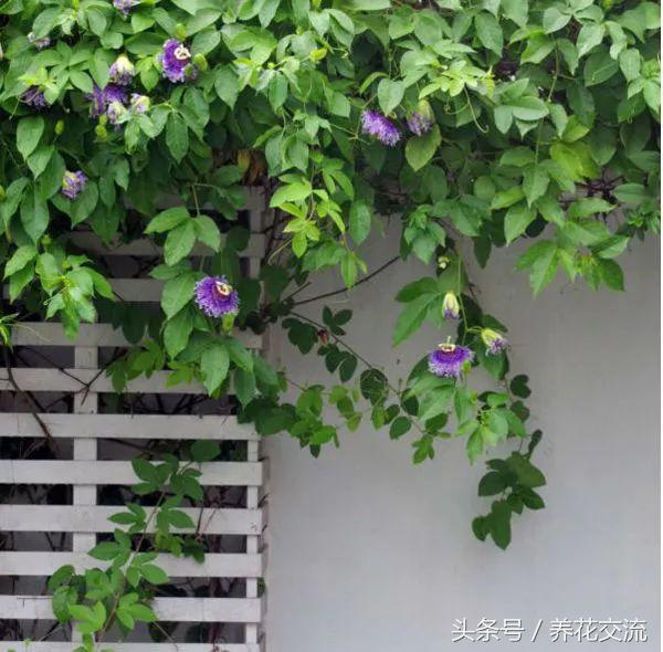 适合攀爬的植物有哪些,十种最好养的攀爬植物