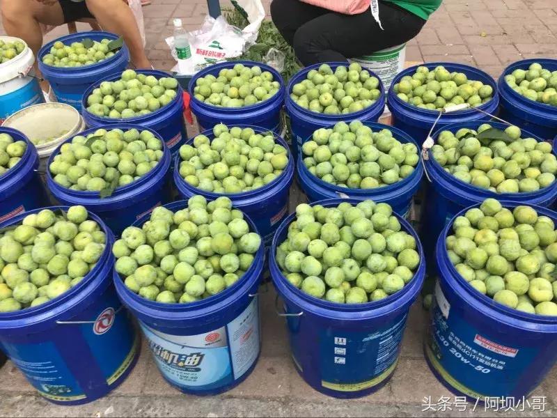 相约盛夏七月，康养汶川的李子熟了！花椒红了！