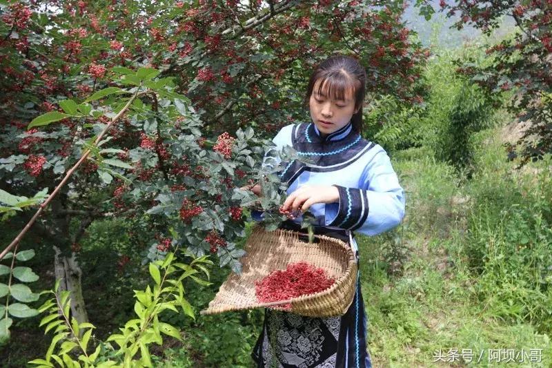 相约盛夏七月，康养汶川的李子熟了！花椒红了！