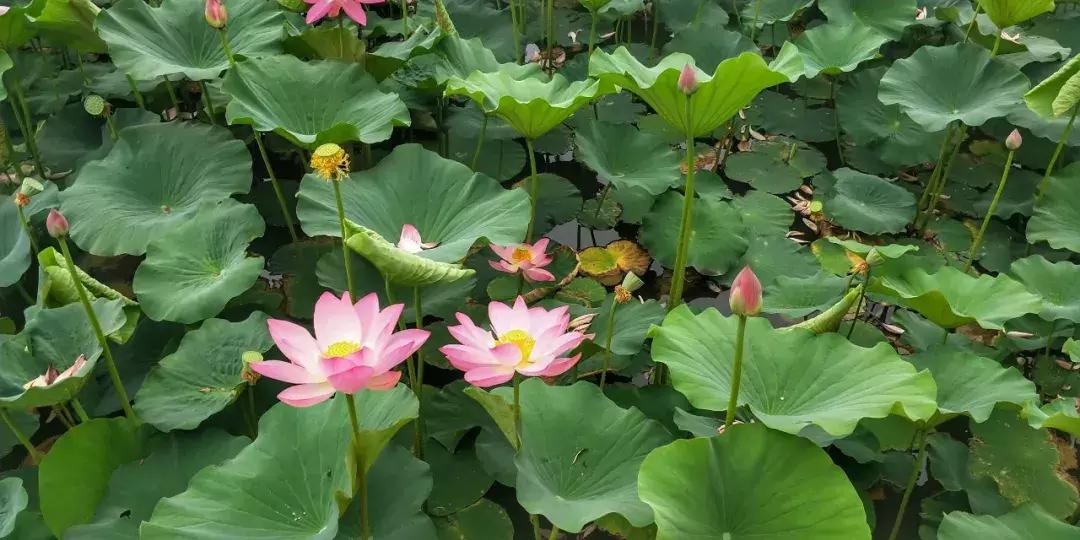 鸣翠湖荷花之美,今夏赏荷必去景点