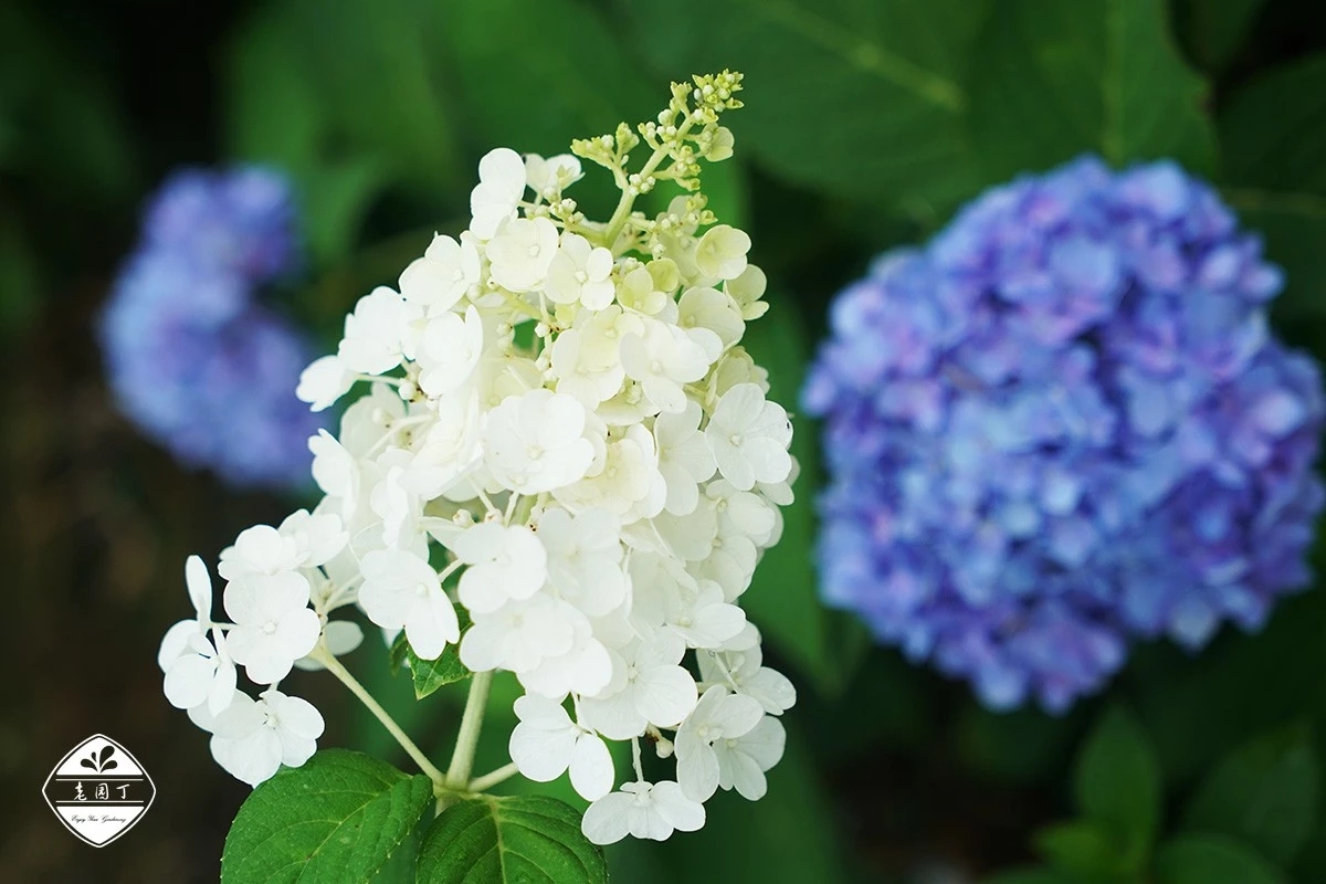 不与群芳争春色淡留清气满乾坤,不与群芳争艳只待盛开